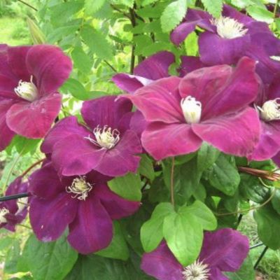 Клематис Монте Касино Клематис Монте Касино - Dolina-Sad.Ru