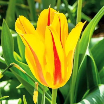 Тюльпан Фокус Покус Тюльпан Фокус Покус фото