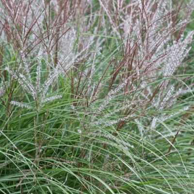 Мискантус китайский Клейн Сильберспайн Мискантус китайский Клейн Сильберспайн фото