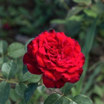 Роза Лаура - Dolina-Sad.Ru