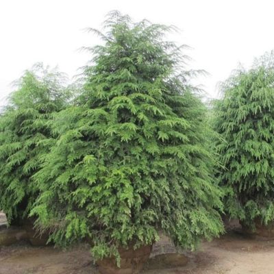 Тсуга канадская Тсуга канадская - Dolina-Sad.Ru