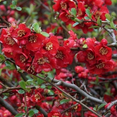 Айва средняя Николайн Айва средняя Николайн - Dolina-Sad.Ru