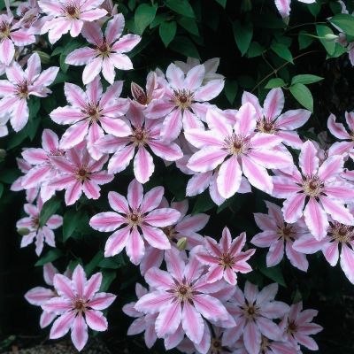 Клематис Нелли Мозер Клематис Нелли Мозер фото