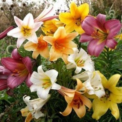 Микс Трубчатых Лилий Микс Трубчатых Лилий фото
