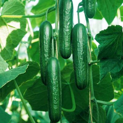 Огурец Бетта-альфа F1 Огурец Бетта-альфа F1 фото