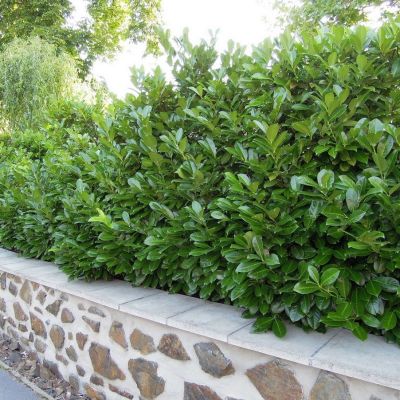 Лавровишня обыкновенная Полстер Лавровишня обыкновенная Полстер - Dolina-Sad.Ru