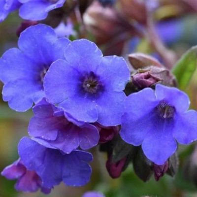 Медуница Блю Энсайн - Dolina-Sad.Ru