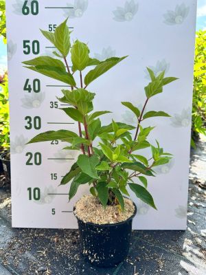 Гортензия метельчатая Мэджикал Кэндл, С1,5 - Dolina-Sad.Ru