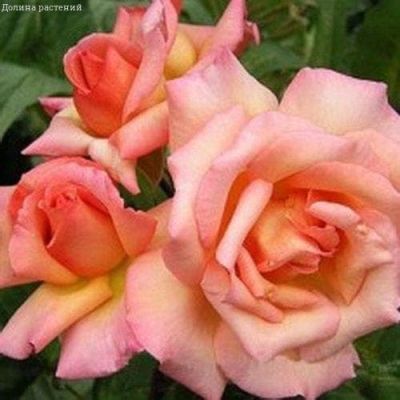 Роза Компашн фото