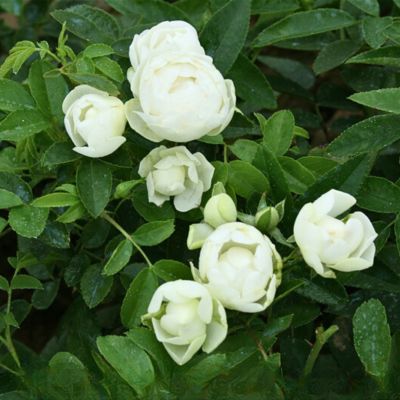 Роза Глобус - Dolina-Sad.Ru