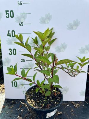 Гортензия метельчатая Канделайт, С2 Гортензия метельчатая Канделайт, С2 - Dolina-Sad.Ru