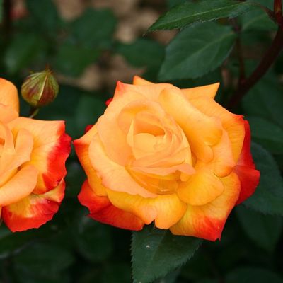 Роза Самба Роза Самба - Dolina-Sad.Ru