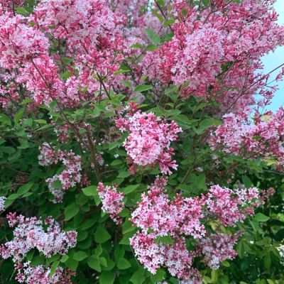 Сирень мелколистная Суперба Сирень мелколистная Суперба - Dolina-Sad.Ru