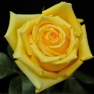 Роза Латино - Dolina-Sad.Ru