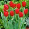 Тюльпан Эскейп Тюльпан Эскейп фото