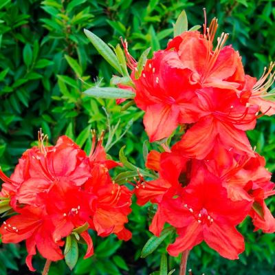 Рододендрон Фейерверк Рододендрон Фейерверк - Dolina-Sad.Ru