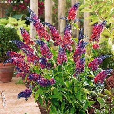 Буддлея Давида Флауэр Пауэр Буддлея Давида Флауэр Пауэр фото