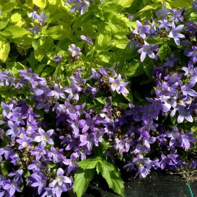 Колокольчик молочноцветковый Пуфф Колокольчик молочноцветковый Пуфф - Dolina-Sad.Ru