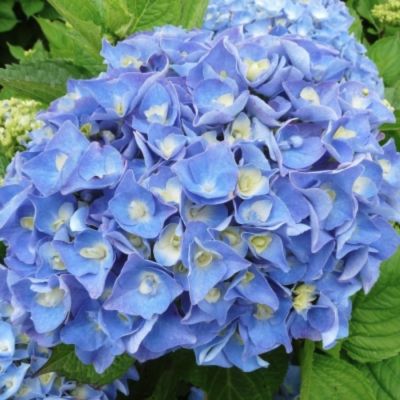 Гортензия крупнолистная Йола - Dolina-Sad.Ru