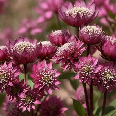 Астранция крупная Ларс Астранция крупная Ларс - Dolina-Sad.Ru