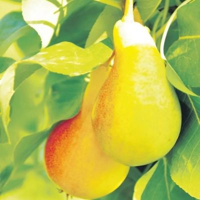 Груша Июньская Красавица - Dolina-Sad.Ru