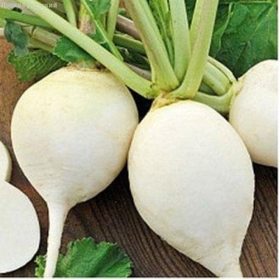 Редька Зимняя Круглая Белая Редька Зимняя Круглая Белая фото