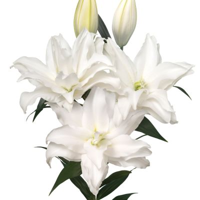 Лилия Роузлили Тирза - Dolina-Sad.Ru