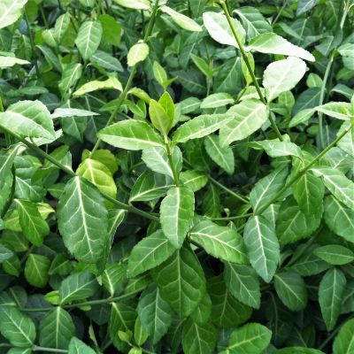 Бересклет Форчуна Колоратус Бересклет Форчуна Колоратус фото