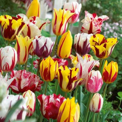 Набор из 18 тюльпанов Набор из 18 тюльпанов фото