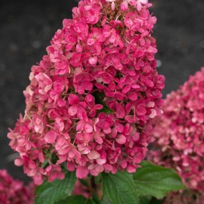 Гортензия метельчатая Расберри Пинк С3 Гортензия метельчатая Расберри Пинк С3 - Dolina-Sad.Ru