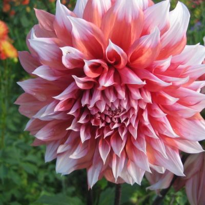 Георгина Голландский фестиваль Георгина Голландский фестиваль - Dolina-Sad.Ru