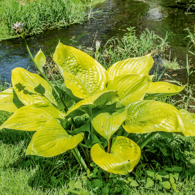 Хоста Сам энд Сабстенс фото