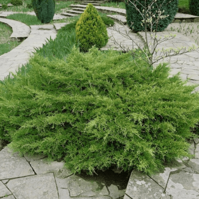 Можжевельник Пфитцера Вильгельм Пфитцер Можжевельник Пфитцера Вильгельм Пфитцер фото