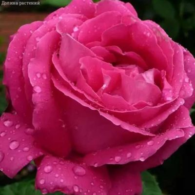 Роза Европа в горшке Роза Европа в горшке - Dolina-Sad.Ru