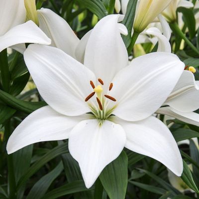 Лилия Брайт Даймонд Лилия Брайт Даймонд - Dolina-Sad.Ru