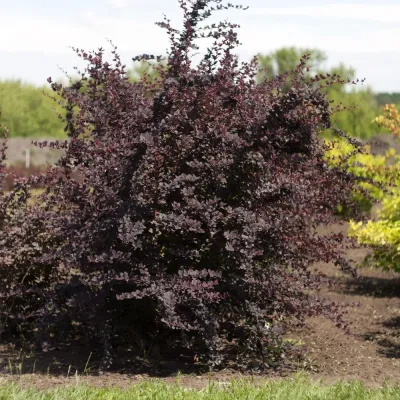 Барбарис оттавский Суперба, С3 - Dolina-Sad.Ru