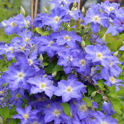 Клематис Блю Пилар, С2 Клематис Блю Пилар, С2 фото