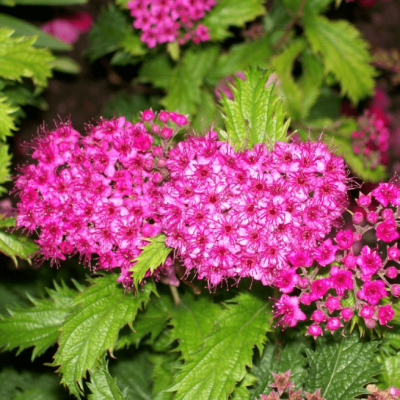 Спирея японская Криспа Спирея японская Криспа фото