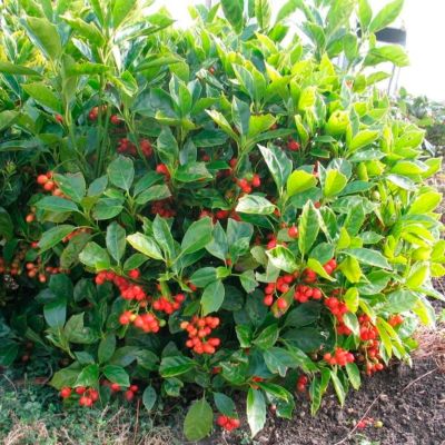 Аукуба японская Розанни Аукуба японская Розанни - Dolina-Sad.Ru