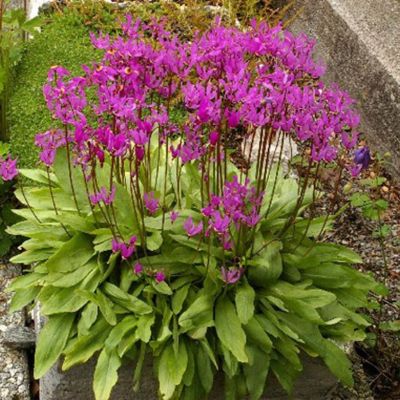 Додекатеон Квин Виктория - Dolina-Sad.Ru