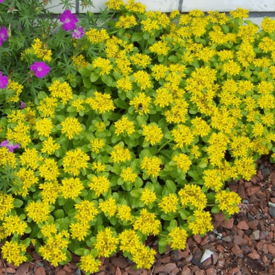 Седум камчатский Седум камчатский фото