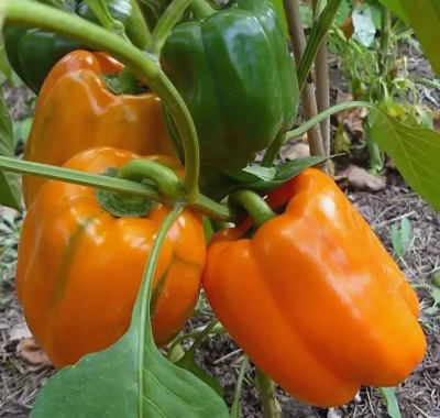 Перец Оранжевое чудо фото