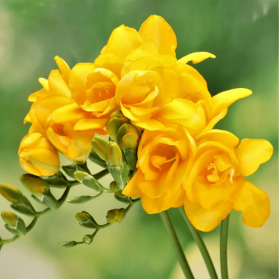 Фрезия махровая желтая фото