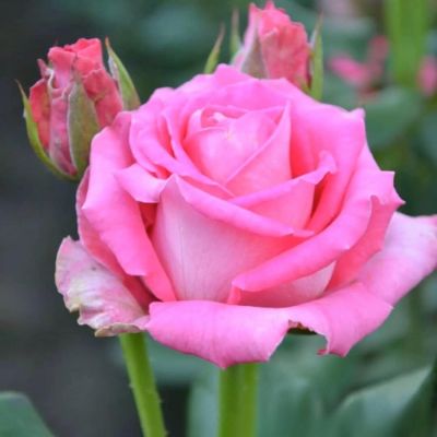 Роза Топаз - Dolina-Sad.Ru