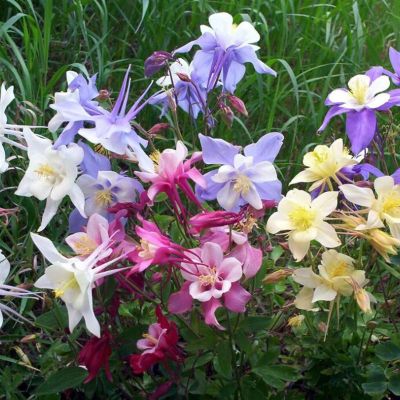 Аквилегия гибридная Бидермейер - Dolina-Sad.Ru
