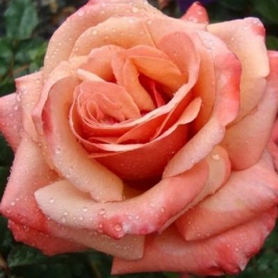 Роза Седукцион - Dolina-Sad.Ru