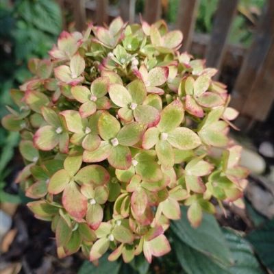 Гортензия метельчатая Би Грин - Dolina-Sad.Ru