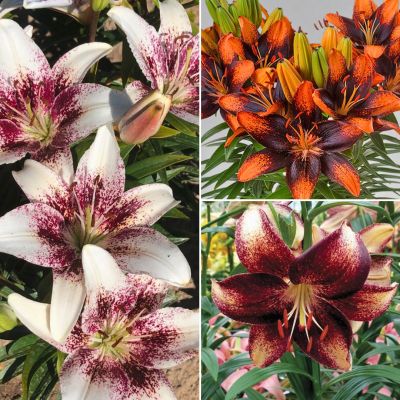 Комплект азиатских лилий Варадеро Комплект азиатских лилий Варадеро - Dolina-Sad.Ru