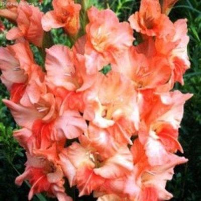 Гладиолус Примадонна Гладиолус Примадонна фото
