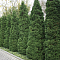Туя западная Холмструп, С2 - Dolina-Sad.Ru